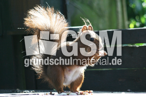 Eichhörnchen-A-1.jpg